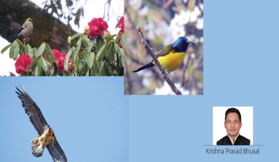 Gaumukhi: Emerging Birdwatching Hotspot