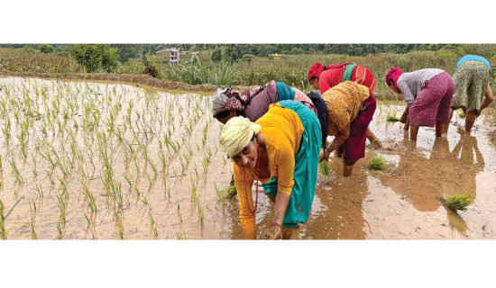 62% paddy plantation completes in Syangja