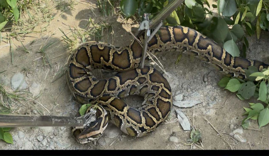Burmese python spotted in Letang forest rescued