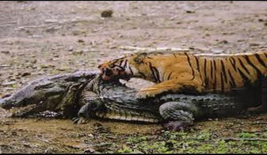 Tiger devours three crocs