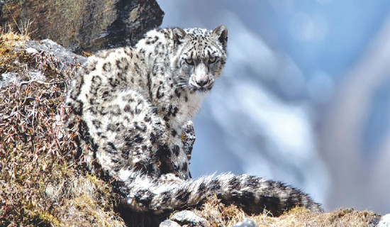 Snow leopard victims provided relief amount in Upper Mustang