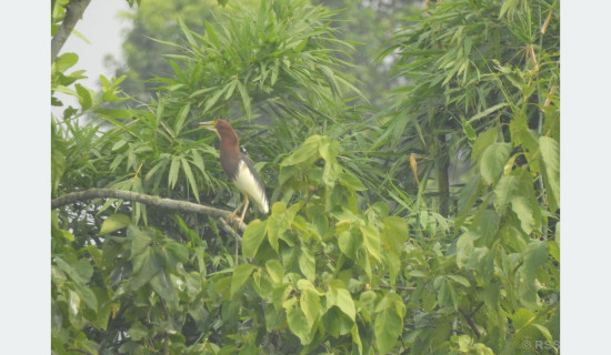 New bird species recorded in Nepal
