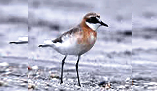 New bird species recorded in Bhaktapur