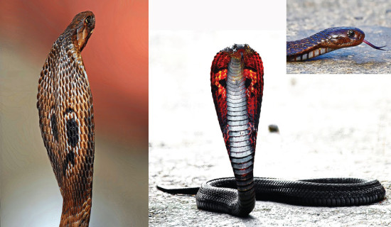 Spectacled Cobra: Risk And Cultural Importance