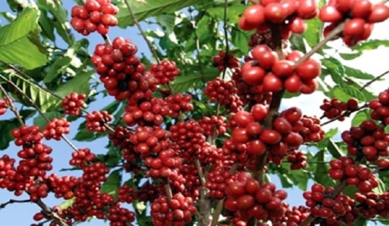 Coffee farming gaining expansion in Koshi province