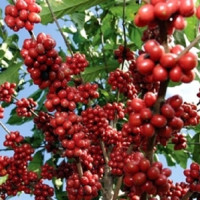 Banke's Narainapur declared dry area, farmers seek relief package
