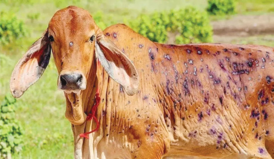 Lumpy Skin Disease spreads in Sunsari, 53 cattle dead