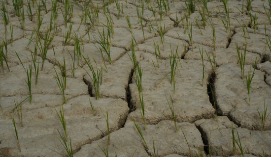Cracked paddy field in Madhesh, even in Monsoon (Photo Feature)