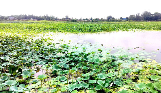 Exports to India from Belahiya rise