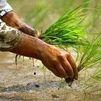 Exports to India from Belahiya rise