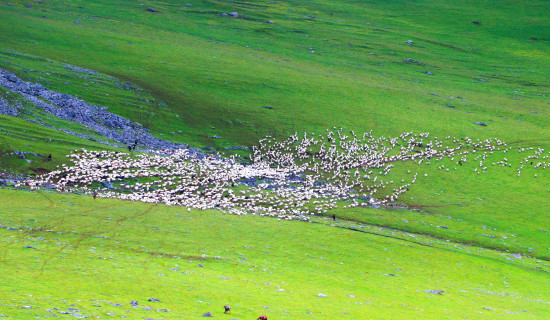 Flock of sheep grazing in Bukipatan