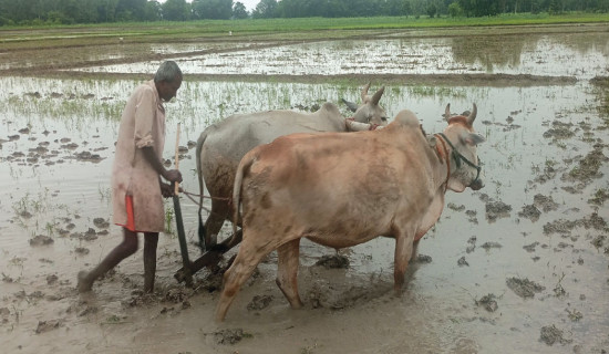 Practice of ploughing field using oxen vanishing in Sunsari