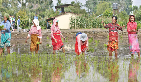 Paddy plantation limited only to 78% nationwide, down 14% from last year