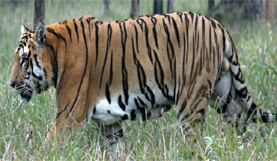Int'l Tiger Day 2025 being observed in Nepal