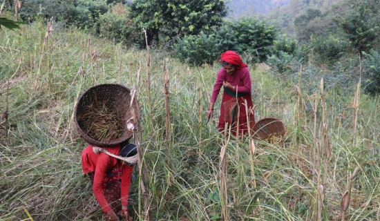 Finger Millet dish compulsory in Phedikhola schools and govt offices