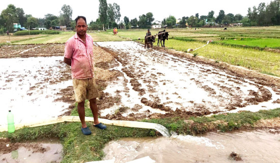 Sikta eases rice plantation, 90% completes in Banke