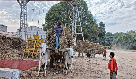 Sugarcane farmers to protest against subsidy cuts