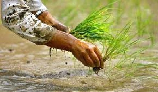 Paddy plantation completed in 80,000 hectares in Gandaki