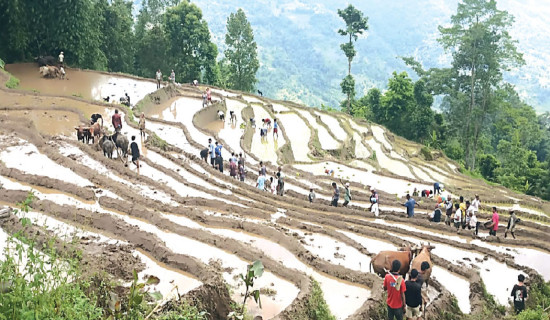 Revival of 'Bethi' in 40 years brings joy to Dhankuta farmers