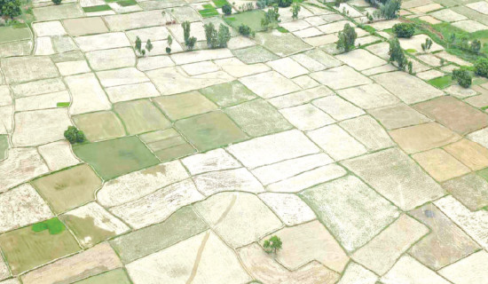 Drought, poor irrigation hit paddy plantation