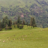 Jumla farmers adopt improved apple varieties