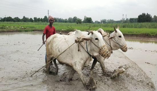 Rains elates drought-hit Madhes