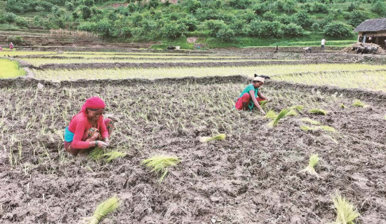 Madhesh farmers busy planting paddy after rain