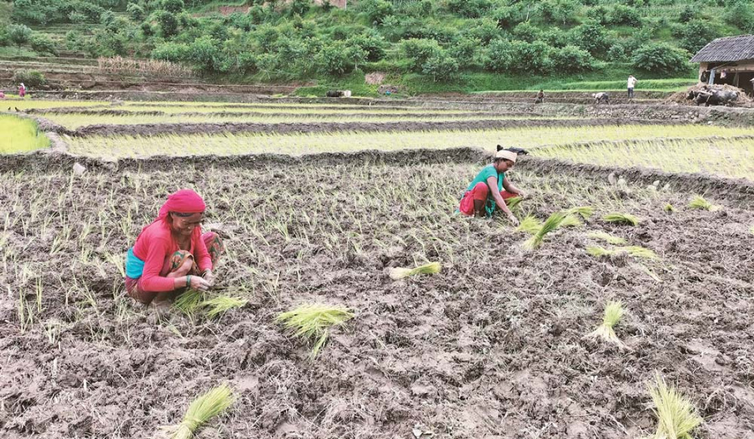 Gulmi farmers plant paddy in dry land in lack of rain