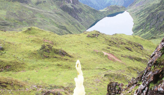Kenjo flower along with  Lampokhari
