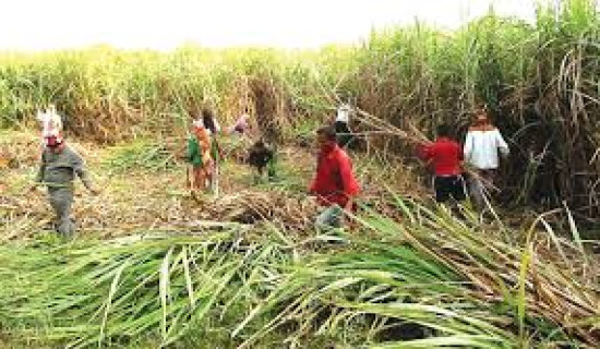 Farmers demand continuity of grant on sugarcane