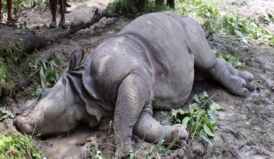 Rhino found dead in Chitwan