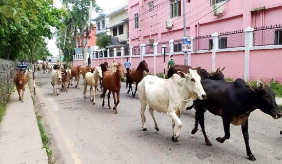 Nepalgunj sub-metropolis sending stray cattle in holding centre