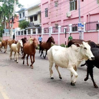 Uttarkashi cloudburst update: 150 evacuated, Death toll reaches 5