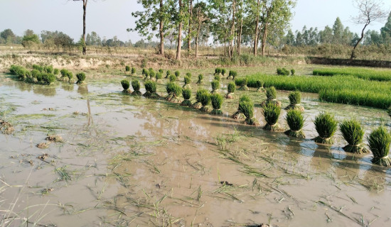 Farmers in Madhesh intensify paddy plantation with rain after prolonged drought