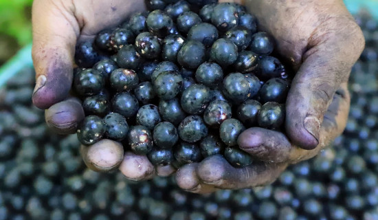 Acai berry producers concerned for tariffs imposed on Brazil exports