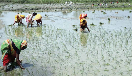 Paddy plantation gains momentum in Madhes
