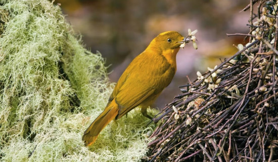 Extreme heat threatens tropical birds, even in untouched forests, scientists warn