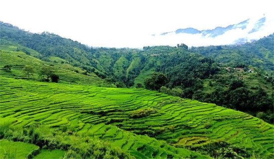 Greenery of paddy field in Sera phant, Lamjung