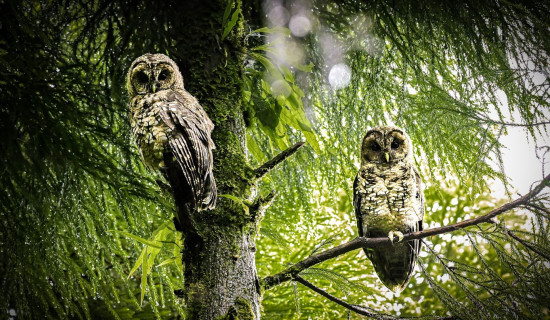 Rare Himalayan Wood Owl spotted in Thumkerani