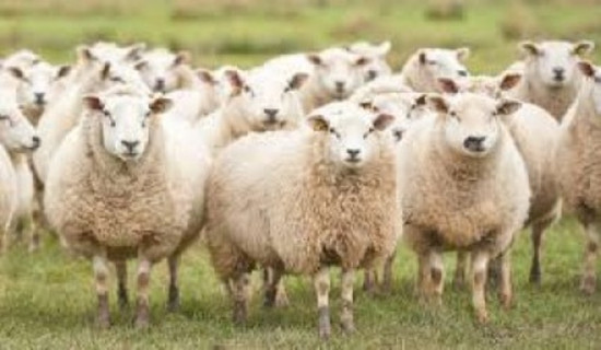 Limited pastureland mars sheep husbandry in Bhojpur