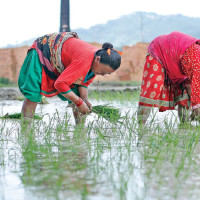 Tilaurakot, Ram Janaki Temple and Panauti’s nominations on WHS in process