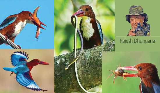 Glorious Flight Of Kingfisher