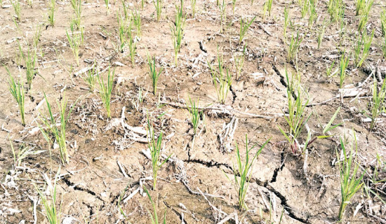 Water Crisis In Madhes