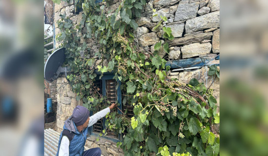 Grapes flourish in Humla
