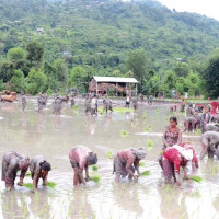 Nepal defeats Uganda by one wicket