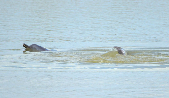 Locals complain government for neglecting dolphin conservation