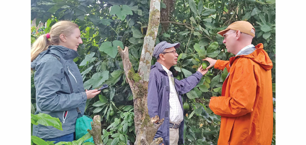 Experts study avocado farming problems in Dhankuta