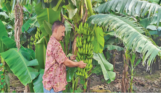 Increased banana farming substitutes import