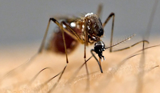 103 infected, 20 succumb to Japanese encephalitis