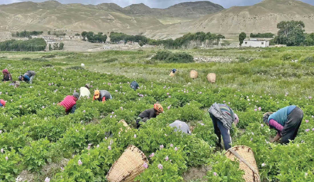 Mustang farmers engage in collective potato farming